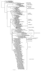 Image result for Antherotoma naudinii