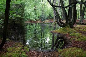 Its population is around 11,000 people (2012 estimate). File Epping Forest High Beach Essex England Spring Pond 10 Jpg Wikimedia Commons