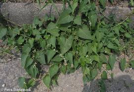 Image result for Fallopia convolvulus