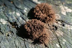 Image result for Stemonitis fusca
