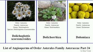 Image result for Distephanus divaricatus