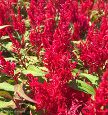 We did not find results for: 16 Annuals That Bloom All Summer Long Natalie Linda