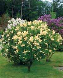 Les Lilas Achat Vente Arbres Arbustes Willemse Jardin Arbuste Arbustes A Fleurs Jardins