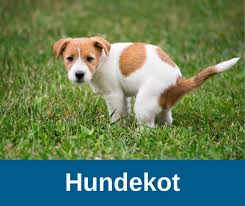 Der stuhl lounge von ombra mit einem samtbezug in grau lädt zum entspannten sitzen ein. á… Hundekot Alles Was Hundehalter Wissen Sollten Guter Hund De