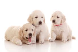 We are members of the golden retriever club of america since 1999 and the genessee valley kennel club in rochester, ny. Golden Retriever Puppies Rochester Ny The Y Guide