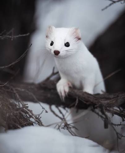 Weasels are just the cutest little things.