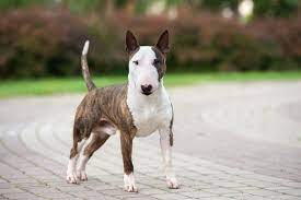 Gaya klen marah2 tpi nonton jugak anjing. Pin On Rasy Psow