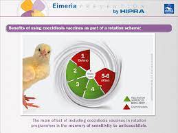New Strategies For The Control Of Coccidiosis In Poultry Rotation Programmes With Vaccines Against Eimeria Eimeria Prevention By Hipra