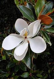 Magnolia Blossom By Kristin Elmquist Magnolia Blossom Magnolia Flower Botanical Flowers