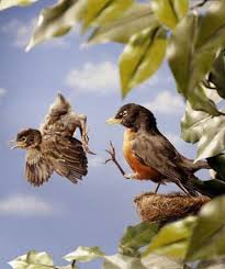 Animals Kicking Bird Out Of Nest Empty Nest Syndrome Baby Bird Empty Nest