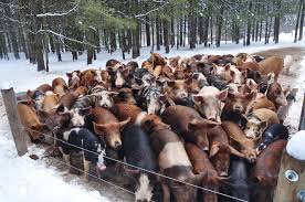 Our Heritage Breed Pigs Are Crosses Of Tamworth Gloucestershire Old Spot Large Black Berkshire And Herefor Heritage Breeds Breeds Gloucestershire Old Spots