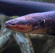 Https Www Welt De Img Kmpkt Mobile200103510 2842501937 Ci102l W1024 Electric Eel Jpg