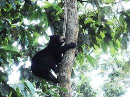 The centre opened in 2014 and aims to provide care and rehabilitation to the rescued sun bears while increasing public awareness about this species. Bornean Sun Bear Conservation Centre Sandakan 2021 All You Need To Know Before You Go With Photos Tripadvisor