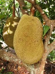 A former employee of ratnagiri's district hospital, desai has collected varieties of the jackfruit from within the country and from countries like thailand, sri lanka, malaysia and vietnam. Jackfruit Varieties