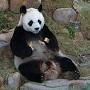 An An (giant panda) - Wikipedia
