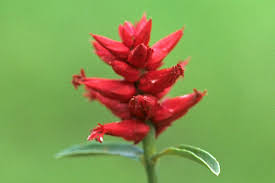 Image result for Hermbstaedtia odorata