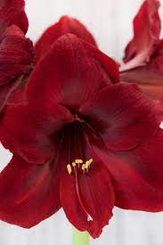 Jump Start The Amaryllis Season With Early Blooming Bulbs From Peru This Variety Has Big 6 To 7 Flowers With Velvety Deep Red Petals A Welcome Gift Plantas