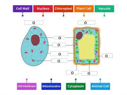 See the 'cell division' presentation for more information about gametes. Animal And Plant Cell Teaching Resources
