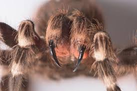 Image result for Tarantula Bite