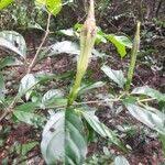 Image result for Rothmannia urcelliformis