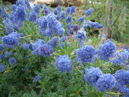 Around 50 species of evergreen & deciduous shrubs & small trees. Ceanothus Concha Concha California Lilac Plantmaster