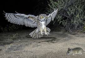 Owls may eat cats if their normal food supply is scarce. Great Horned Owl Saddlebag Notes Tucson Com