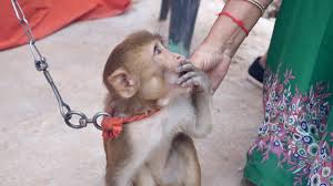 Follow up video soon with a more calm and gentle jack. Pet Monkey Baby Funny Videos Paltu Bandar Ka Video Pet Monkey In India Monkey Eating Food Youtube