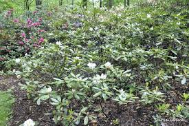 Rhododendron Belle Heller The Site Gardener Rhododendron Plants Azaleas