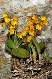 Image result for Polystachya epiphytica