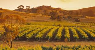 Vineyard Barossa Valley South Australia Australia Photographic Print Doug Pearson Allposters Com In 2020 Beach Landscape Scenery Scenic Art