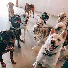 19865 neill's bluff road springdale, ar 72764. Bark Palace Doggie Day Care Kennel And Spa Home Facebook