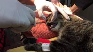 Rob, is that a cat on your lap?! Nasal Polyp Youtube