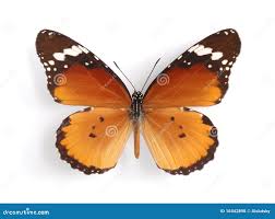 Image result for Stathmostelma gigantiflorum