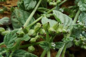 Image result for Heliotropium supinum