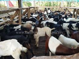 1 like · 2 talking about this. Kambing Aqiqah Murah Shah Alam