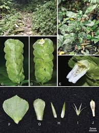 Image result for Rungia