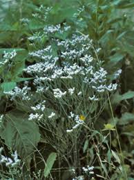 Image result for Limeum viscosum