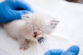 Corduroy is brave and confident; Kitten Feeding Week By Week Best Friends Animal Society
