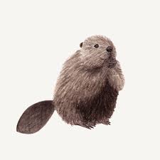 Amy Zhang Creative Beaver Illustration Inspiration Cute Animal Illustration Editorial Illustration Animal Illustration Painting Watercolour Inspiration