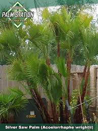 The paurotis is a clumping style palm and lends itself well to planting between windows, on the corner of a home, or massed together as a tall hedge. Groundworks Silver Saw Palm