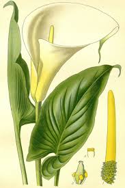 Image result for Zantedeschia aethiopica