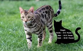 Bengal cats are usually quite large: Bengal Kittens 10 Facts Every Bengal Cats Lover Must Know Petmoo