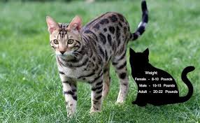 The average bengal cat reaches its full size between the age of 1 5 years and 2. Bengal Kittens 10 Facts Every Bengal Cats Lover Must Know Petmoo