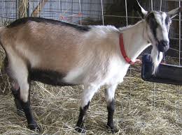 Alpine Goat Farming Information Guide Goat Farming