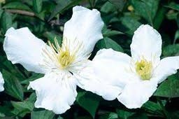See more ideas about clematis, clematis montana, montana. Clematis Grandiflora Taylors Clematis