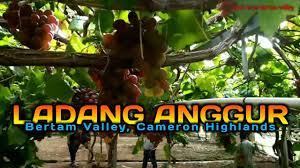 Ketika itu saya di tingkatan 3 menyertai rombongan sekolah dengan menaiki bas. Ladang Anggur Cameron Highlands Pahang Youtube