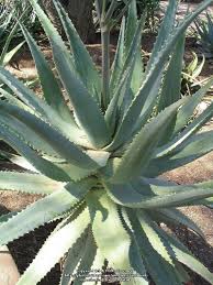 Image result for Aloe littoralis
