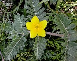 Image result for Zygophyllaceae