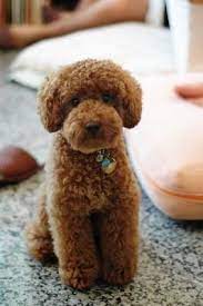 The goldendoodle's physical appearance can range from a curly poodle to a shaggy golden retriever. Pin On Doggone Littles 4