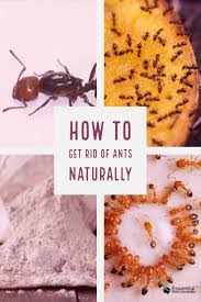 Kill Ants Naturally With Diatomaceous Earth Essential Home And Garden Diatomaceous Earth Get Rid Of Ants Rid Of Ants